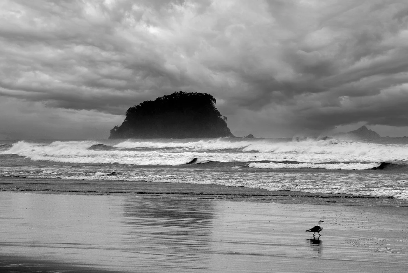 12-Bird on Beach-NZ.jpg