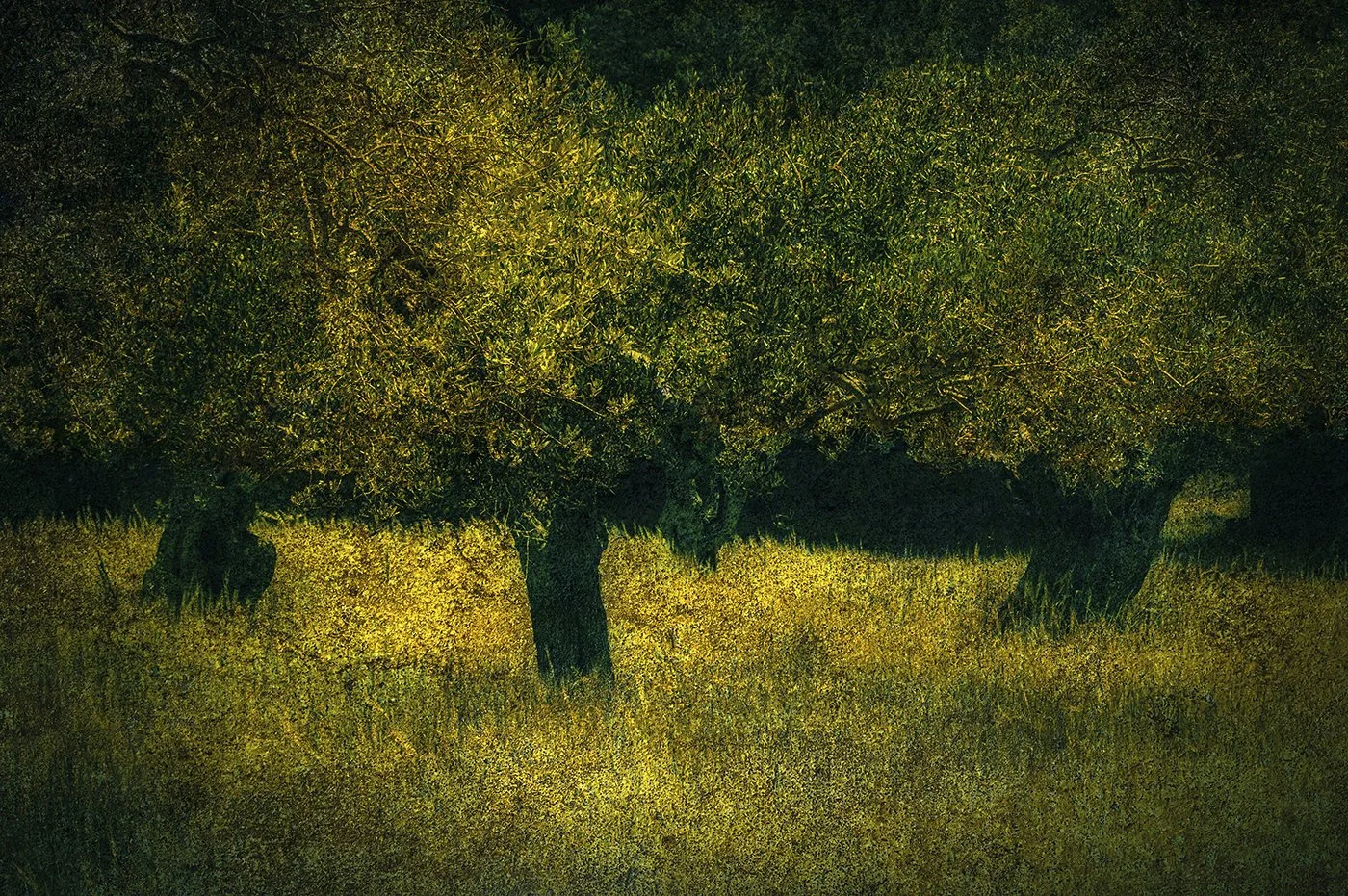 Olive Grove-2025.jpg