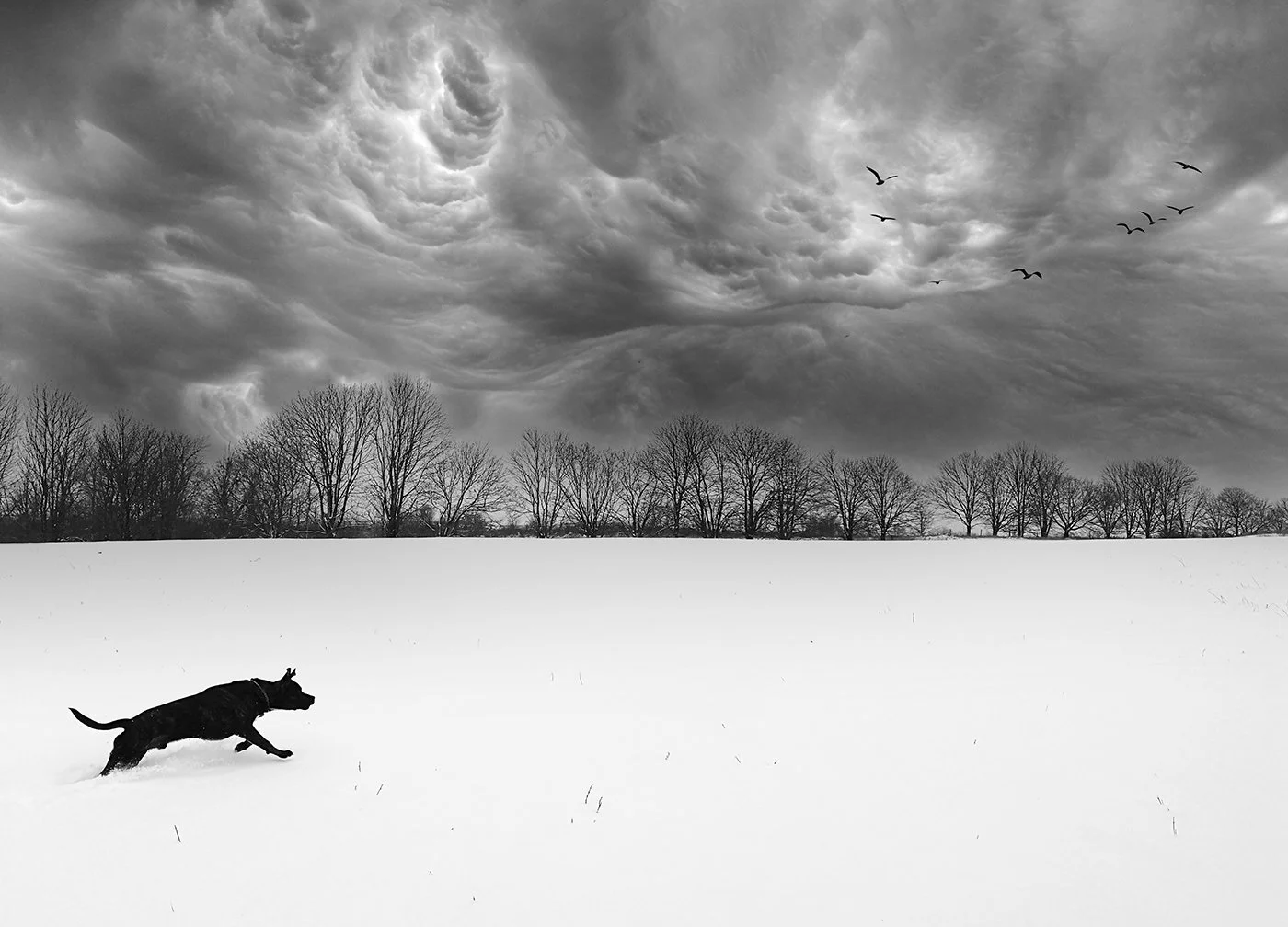 33-Sunny Running.jpg