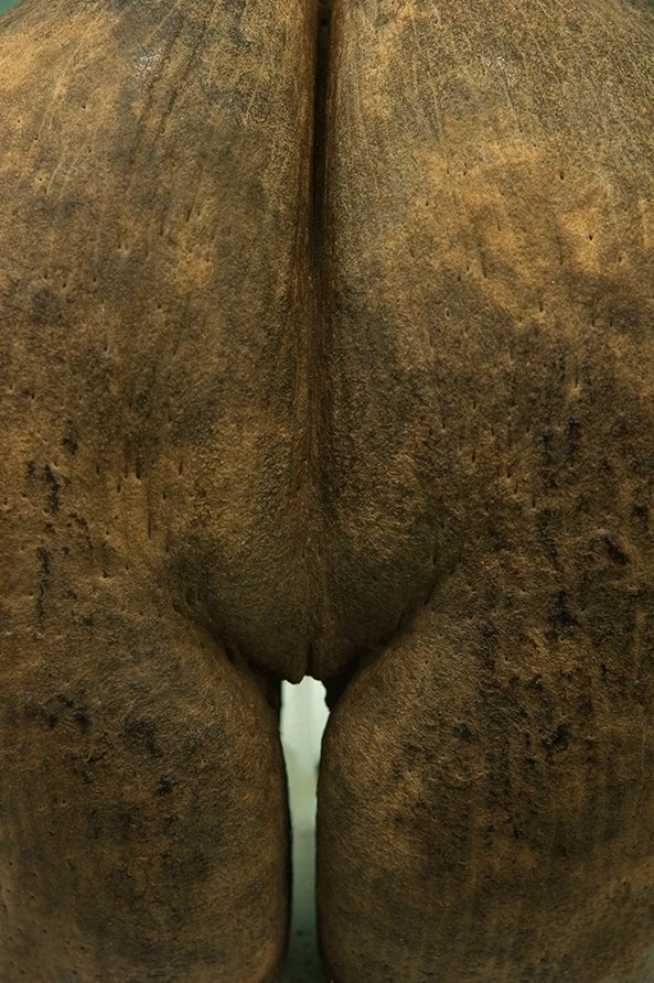 Coconut.jpg