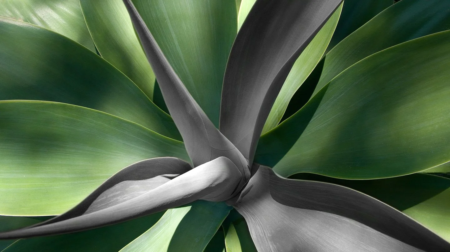 Cactus Carmel.jpg