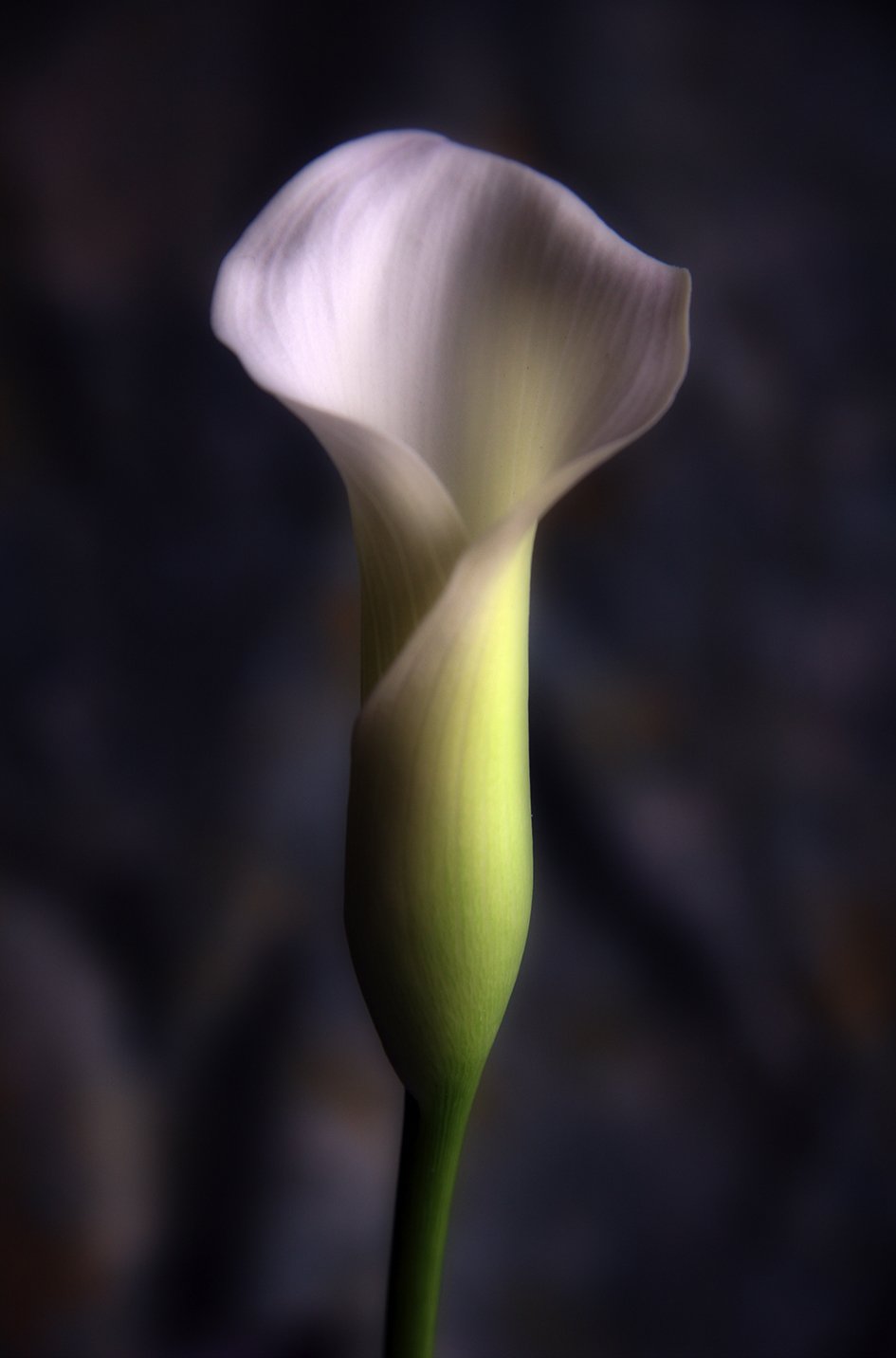 Lilly–Glow.jpg