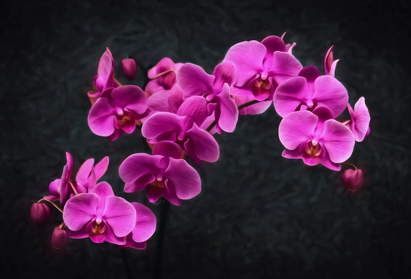 Orchid-OKeef.jpg