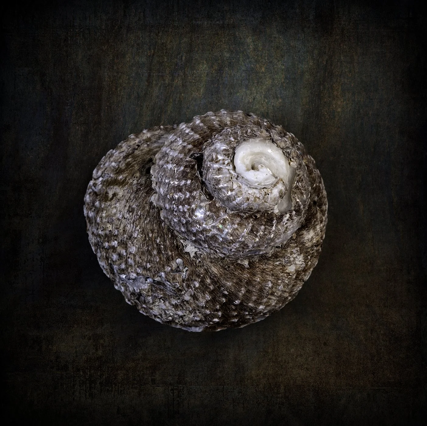 19-Shell.jpg
