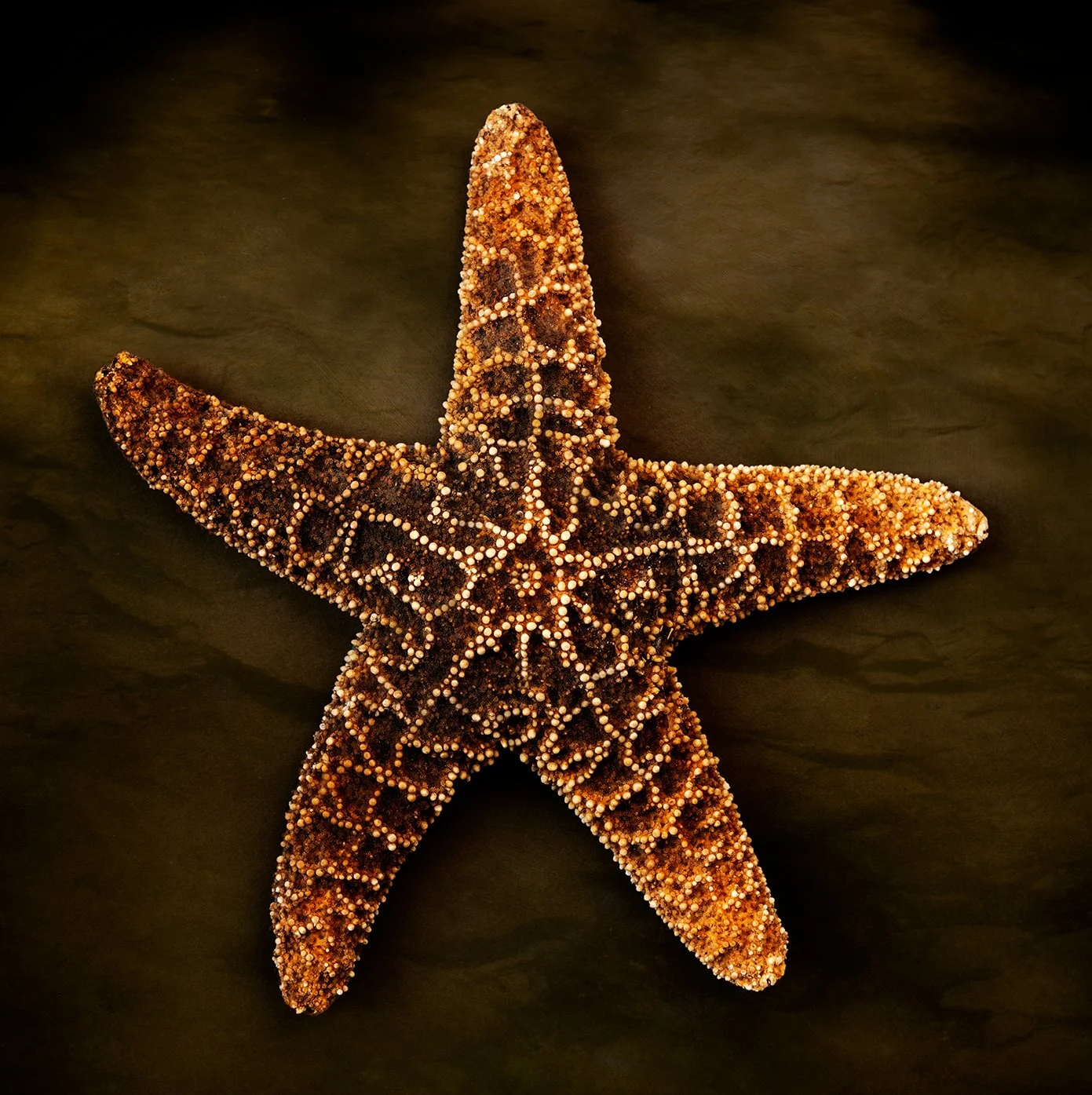 23-Starfish.jpg