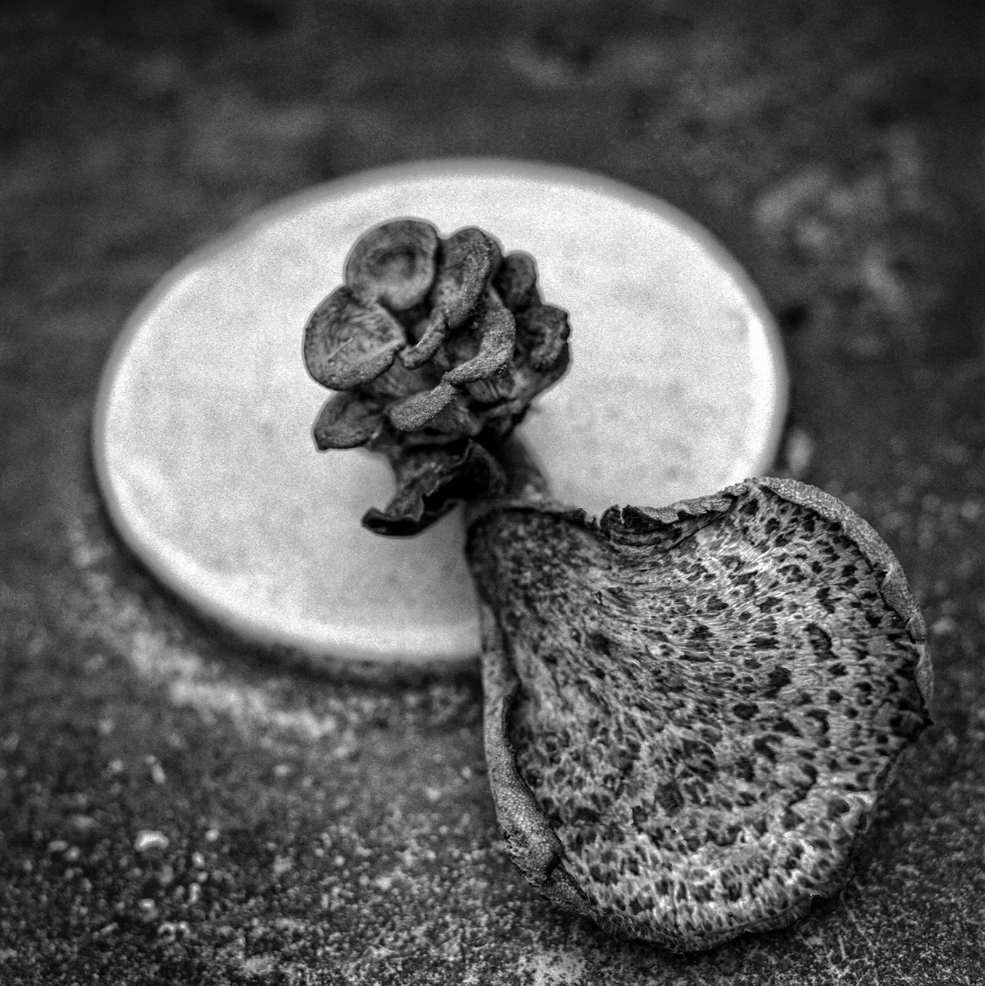 24-Fungus 1.jpg