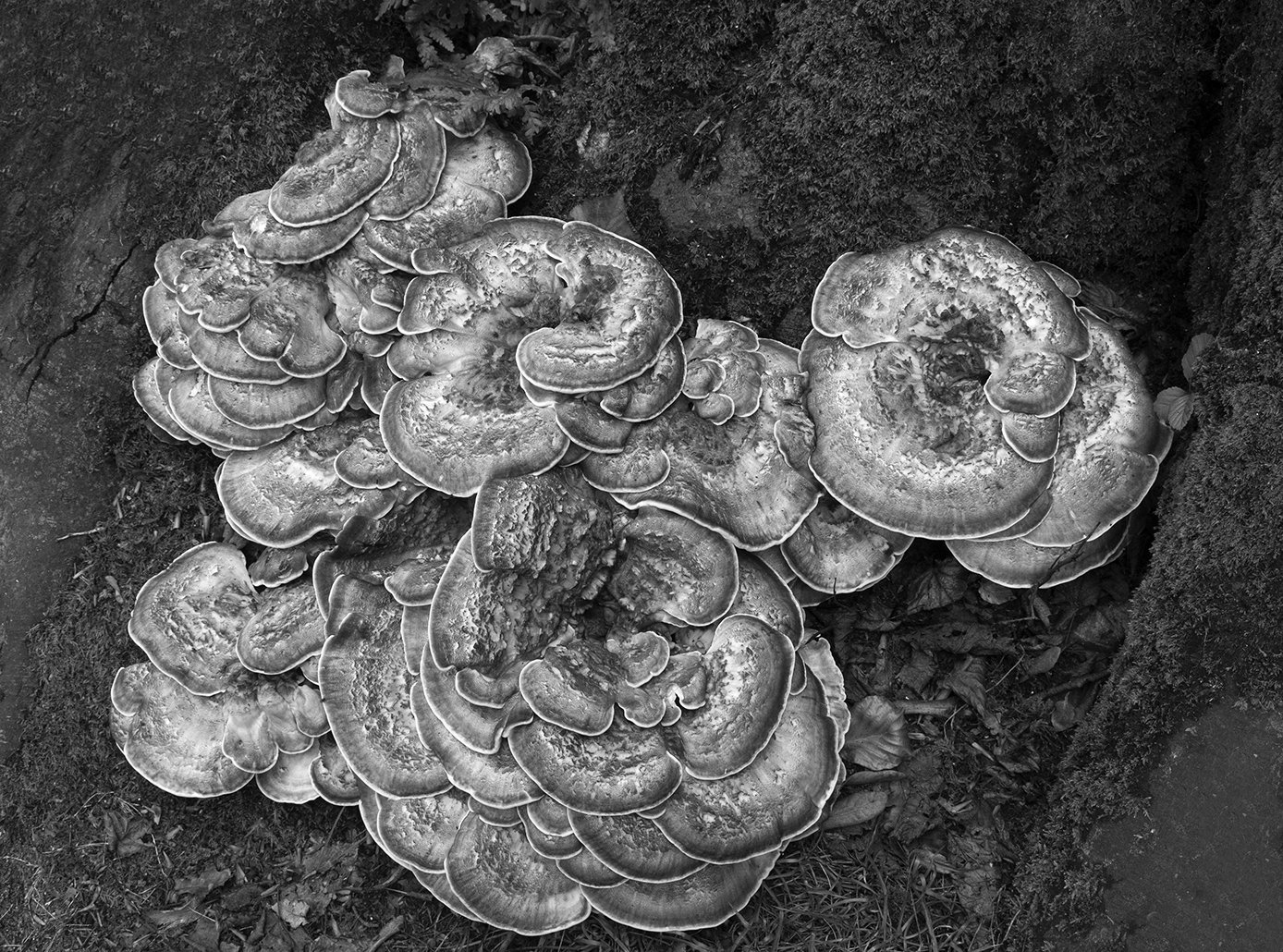 28-Fungas-Brownsea Island-UK.jpg