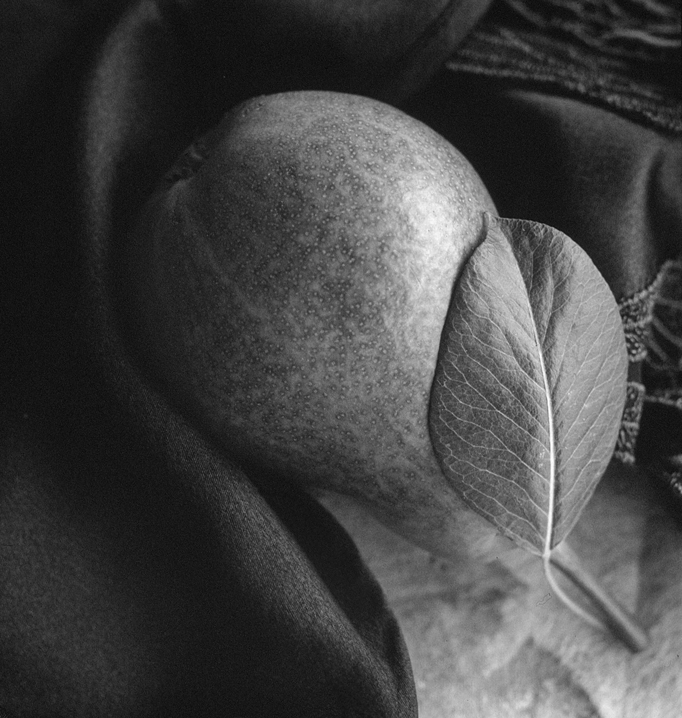 31-Pear Study.jpg