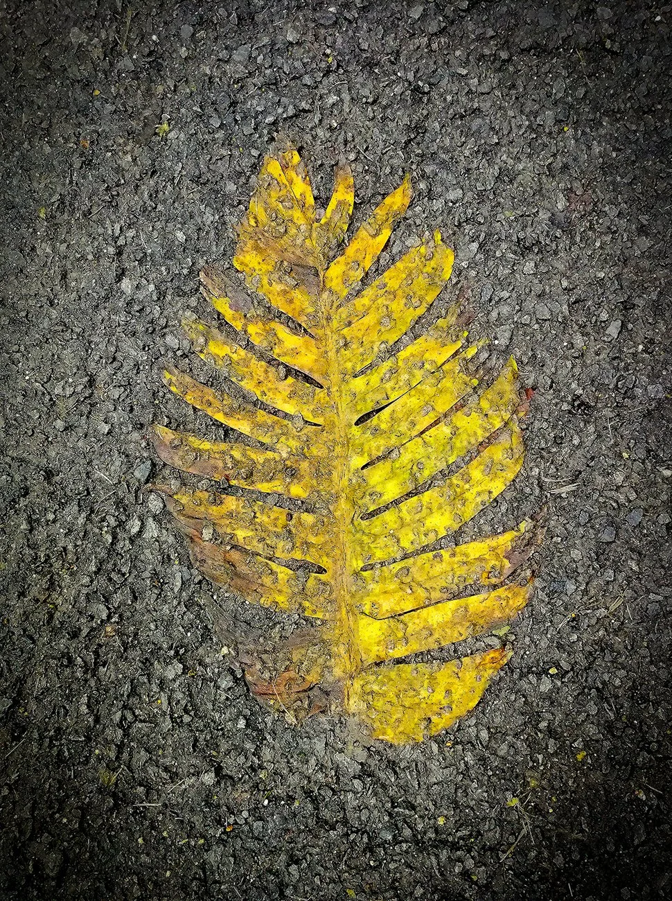 9-Fern.jpg