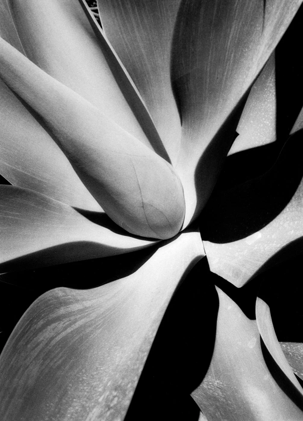 5-Cactus.jpg