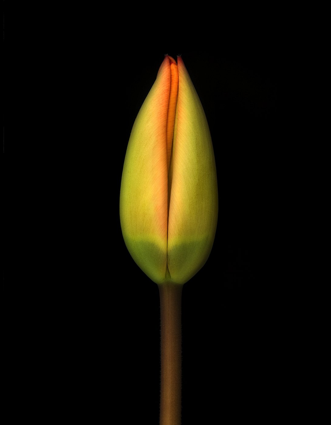 9-Tulip.jpg