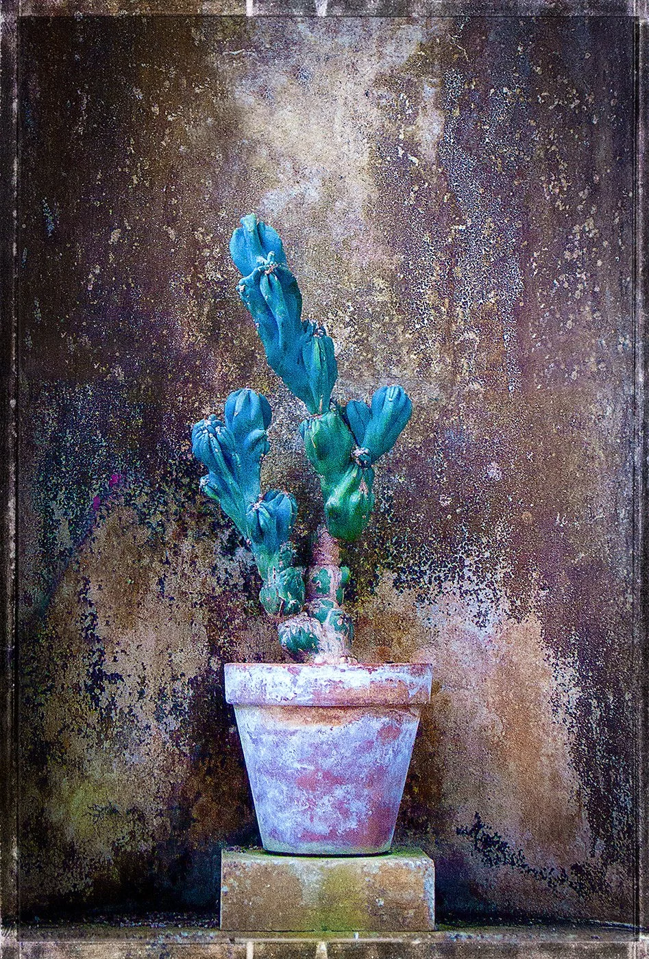 6-Cactus Pot.jpg