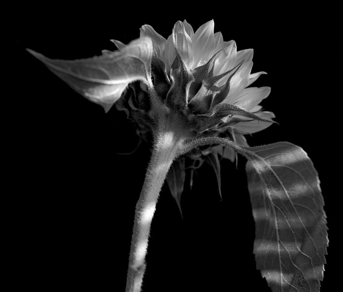 13-Sunflower.jpg