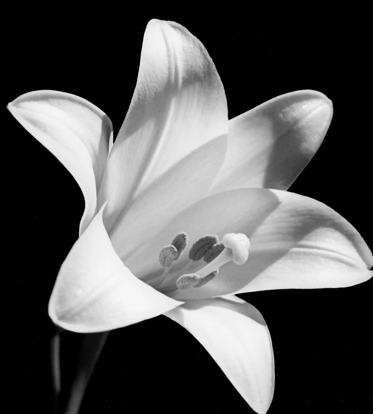 14-Easter Lilly.jpg
