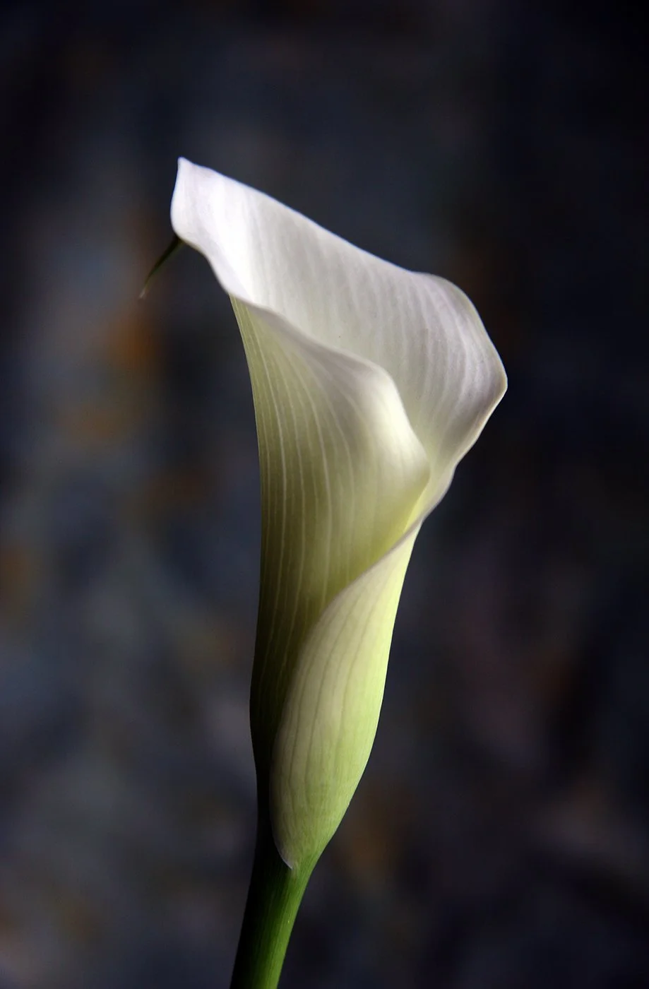 17-Cala Lilly.jpg