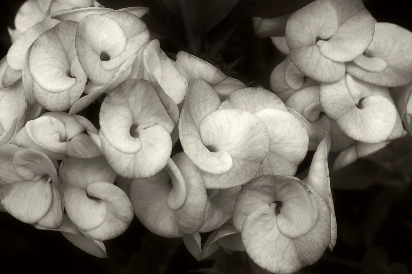 22A-Flora.jpg