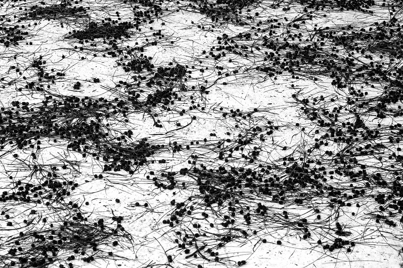 DSCF9190-Foliage-BW.jpg