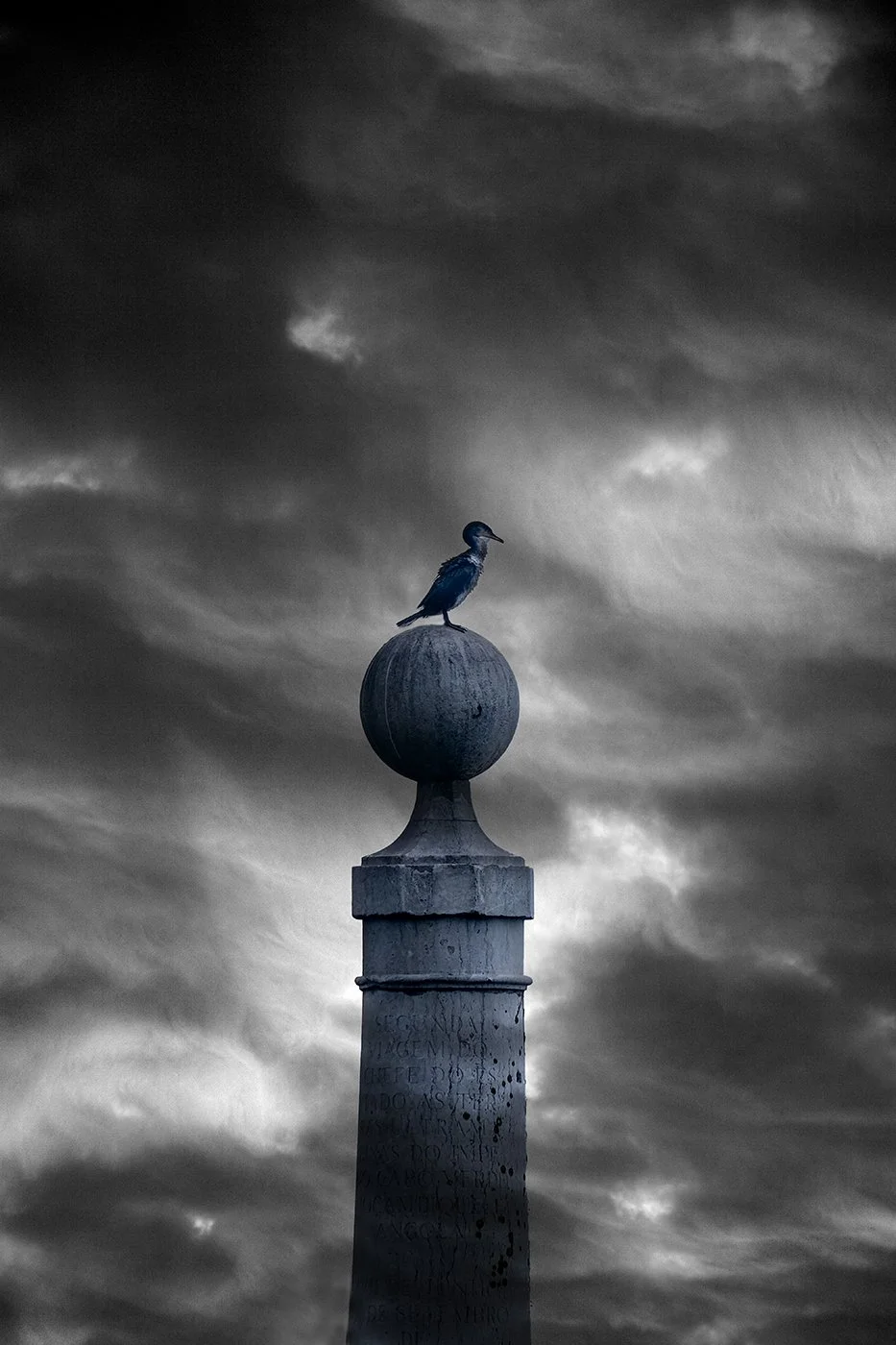 Bird on pole.jpg