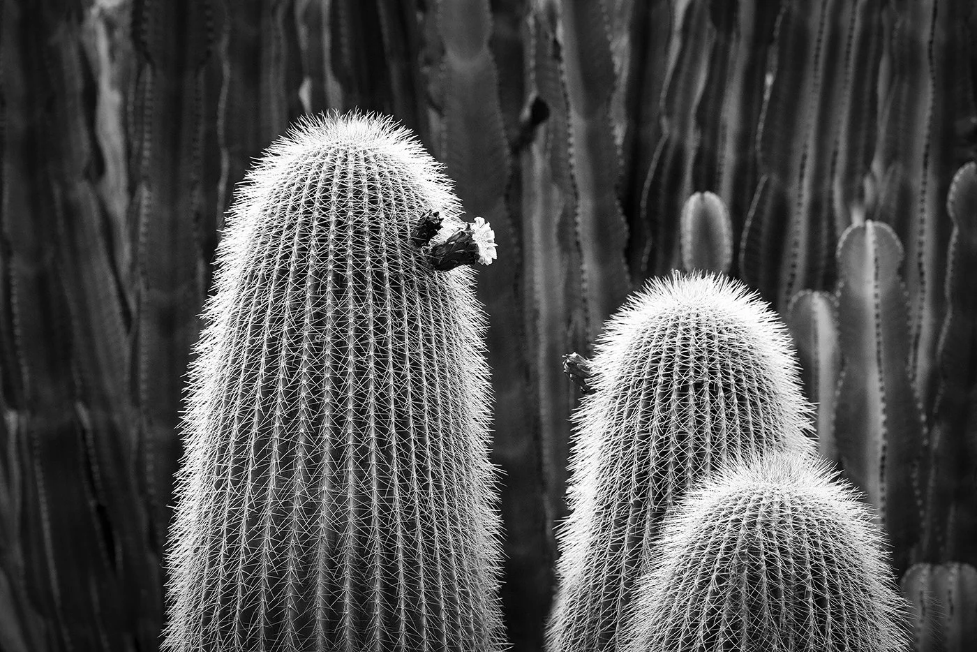 4-Cactus Family-Spain.jpg
