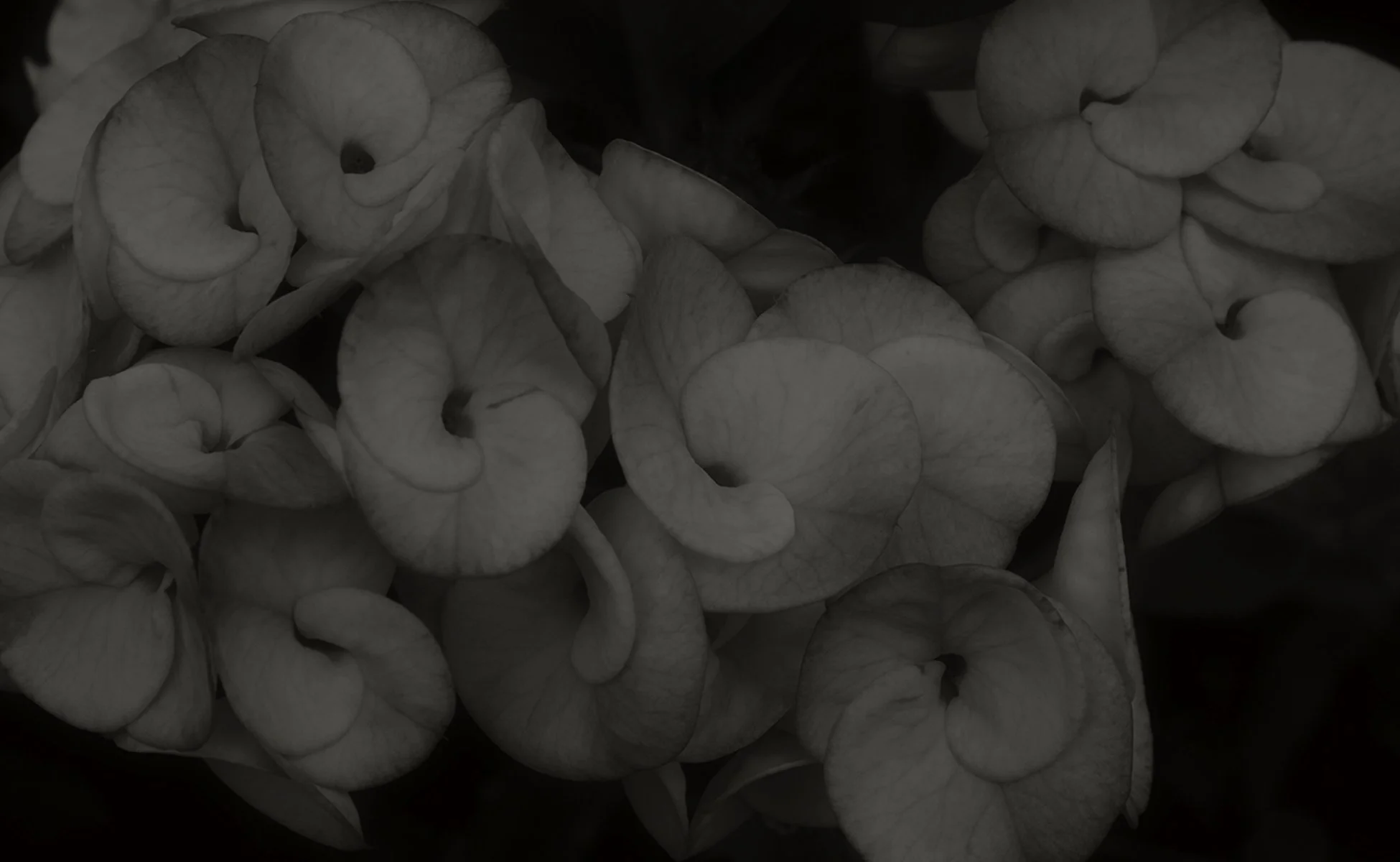 Still Life Intro.jpg