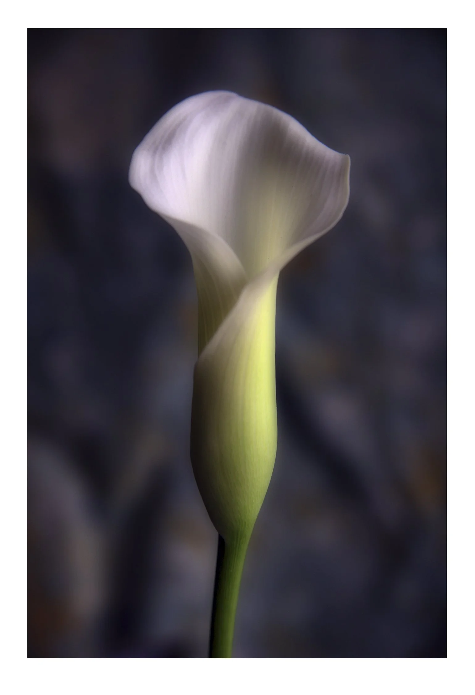 13x19 Cala Lilly-1-240dpi-8 Bit.jpg
