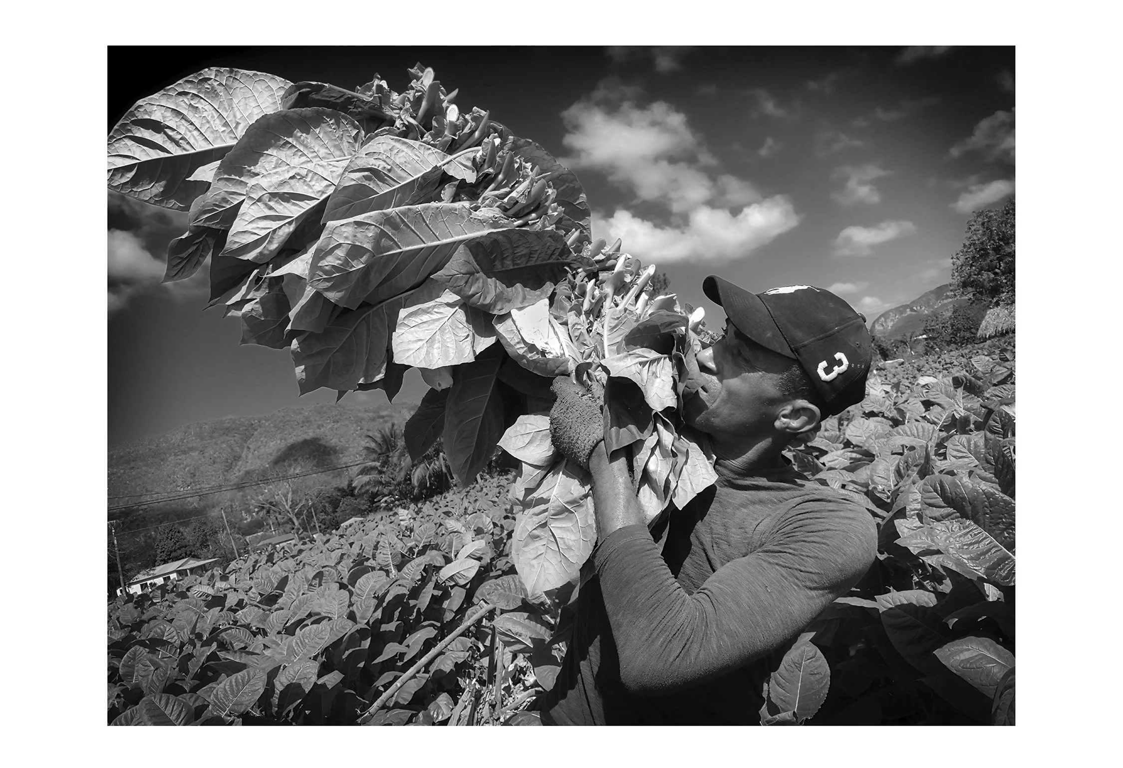 13x19 Cuban Farmer-3-240dpi-8 Bit.jpg