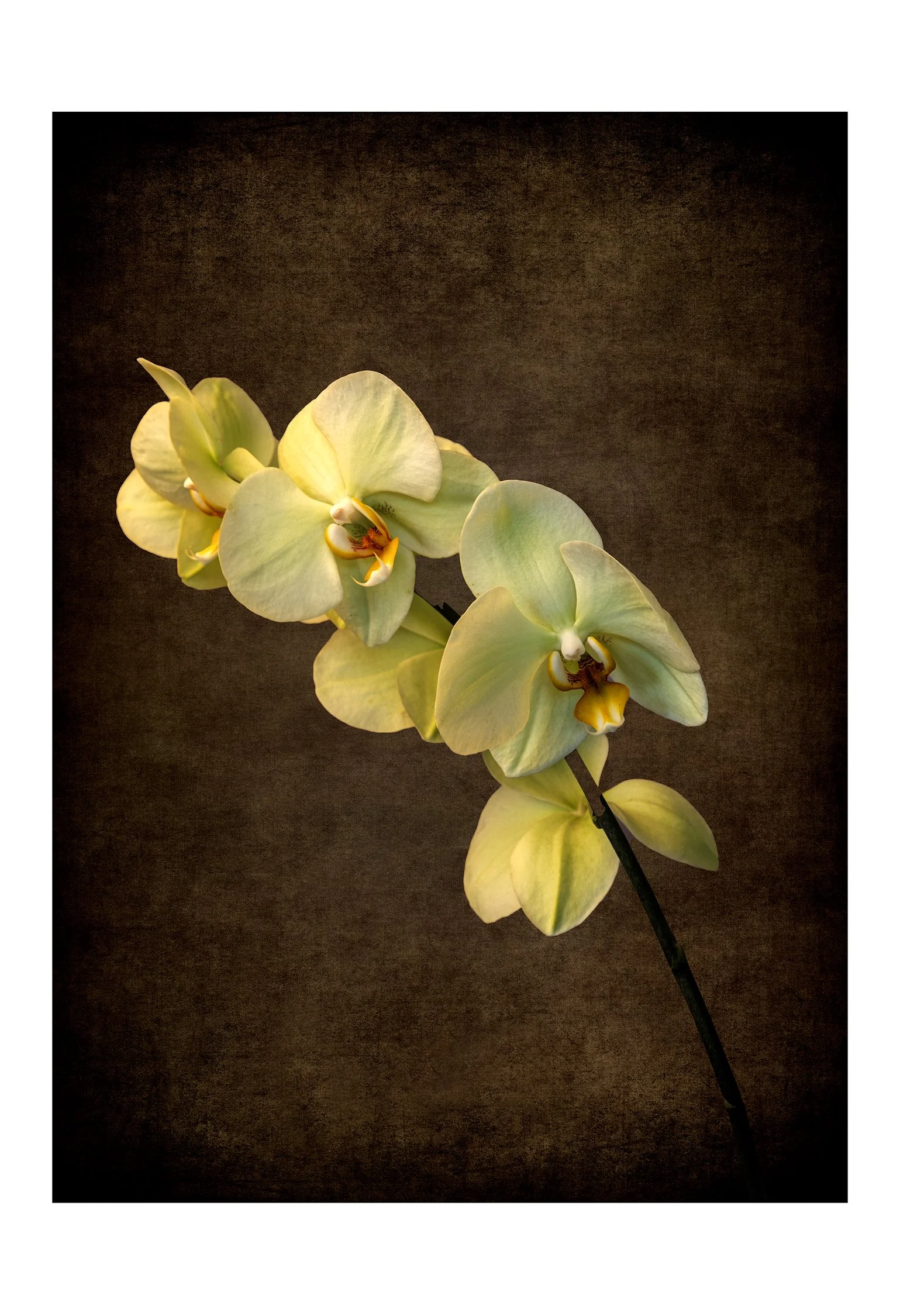 13x19 Orchid-1-240dpi-8 Bit.jpg