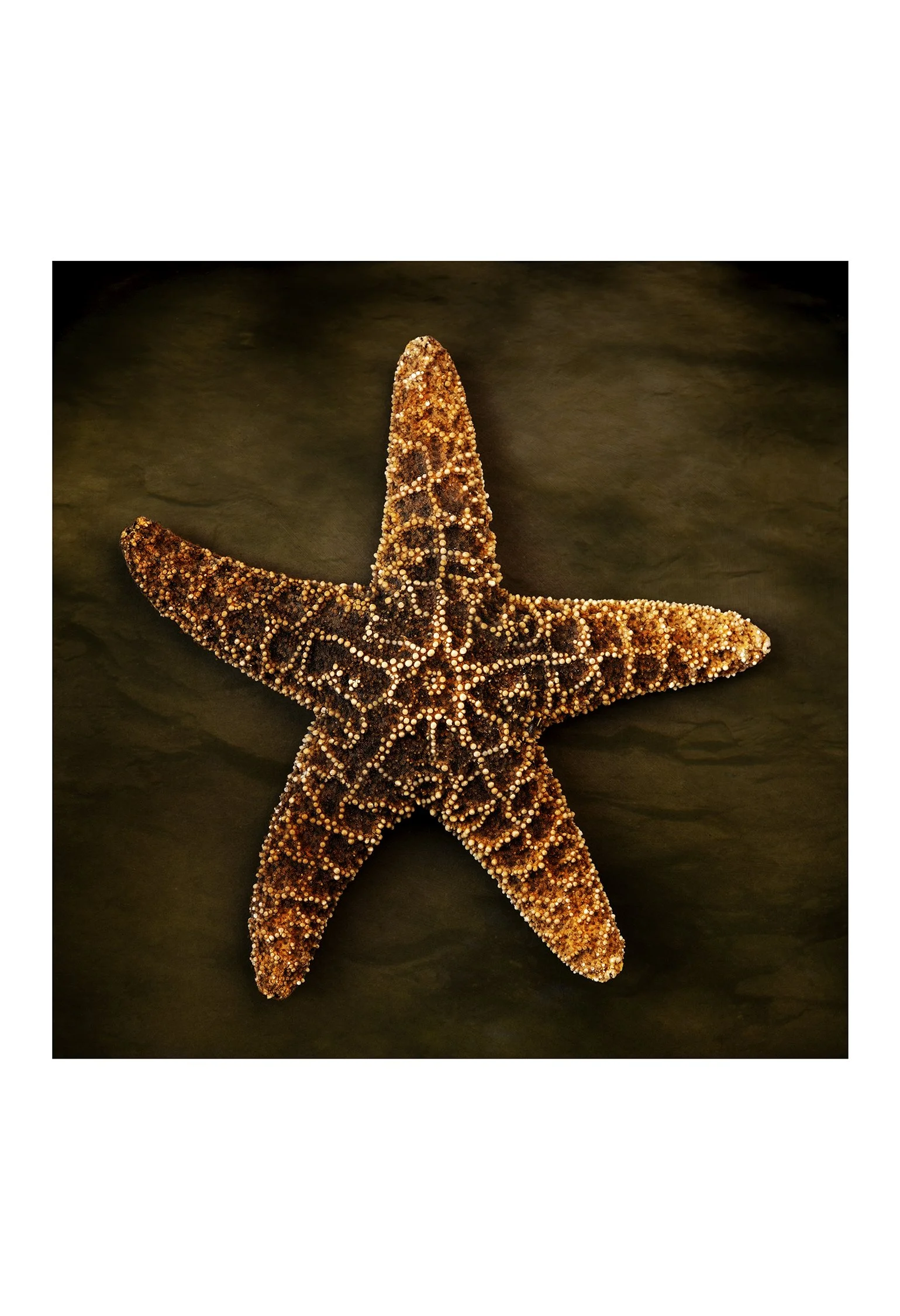 13x19 Starfish-240dpi-8 Bit.jpg