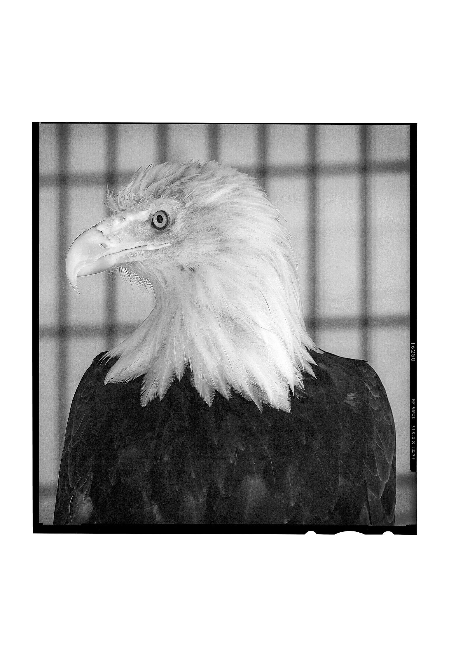 Eagal.jpg