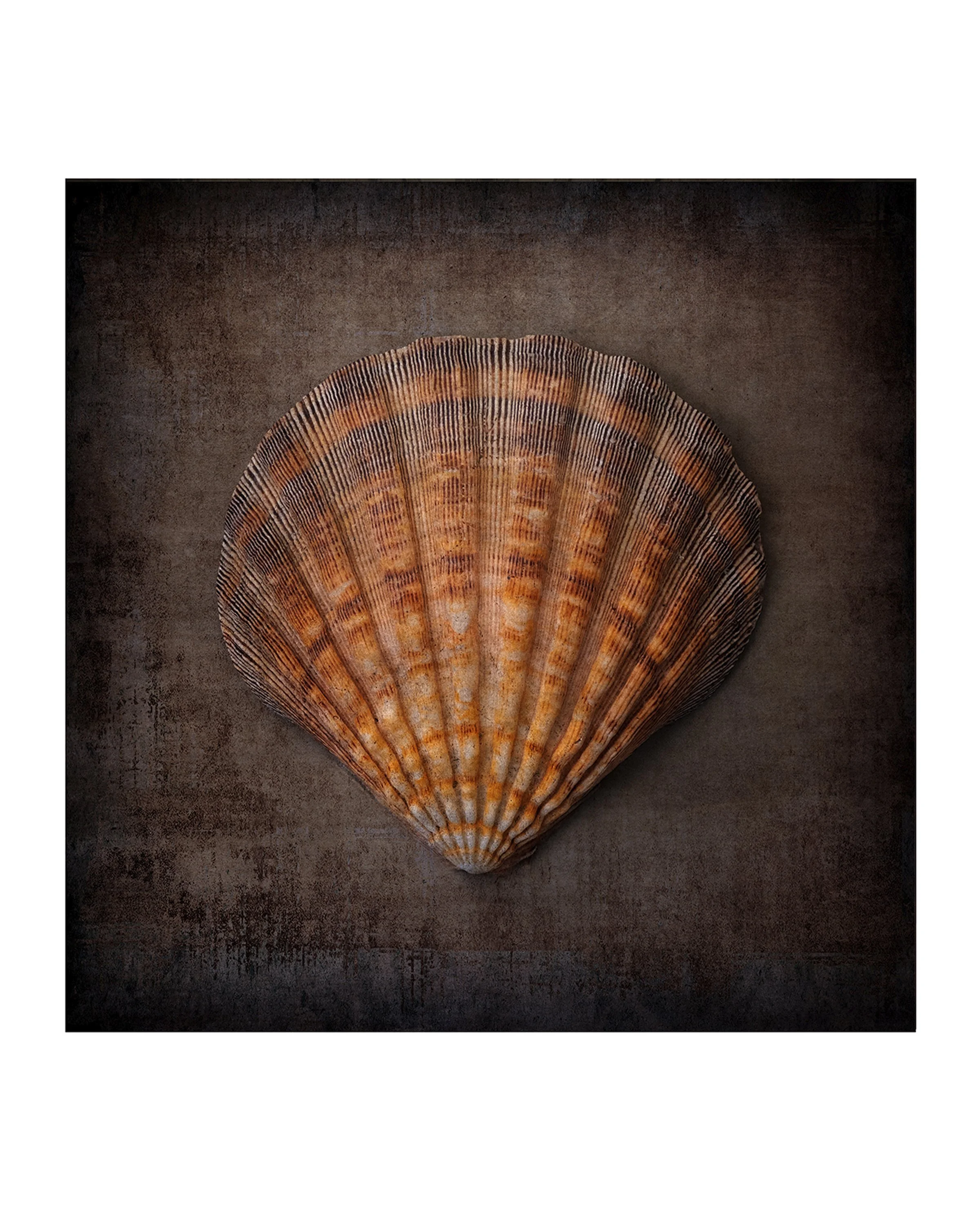 Shell-2.jpg