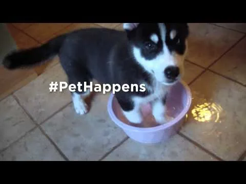 #PetHappens 15 second spot - Husky