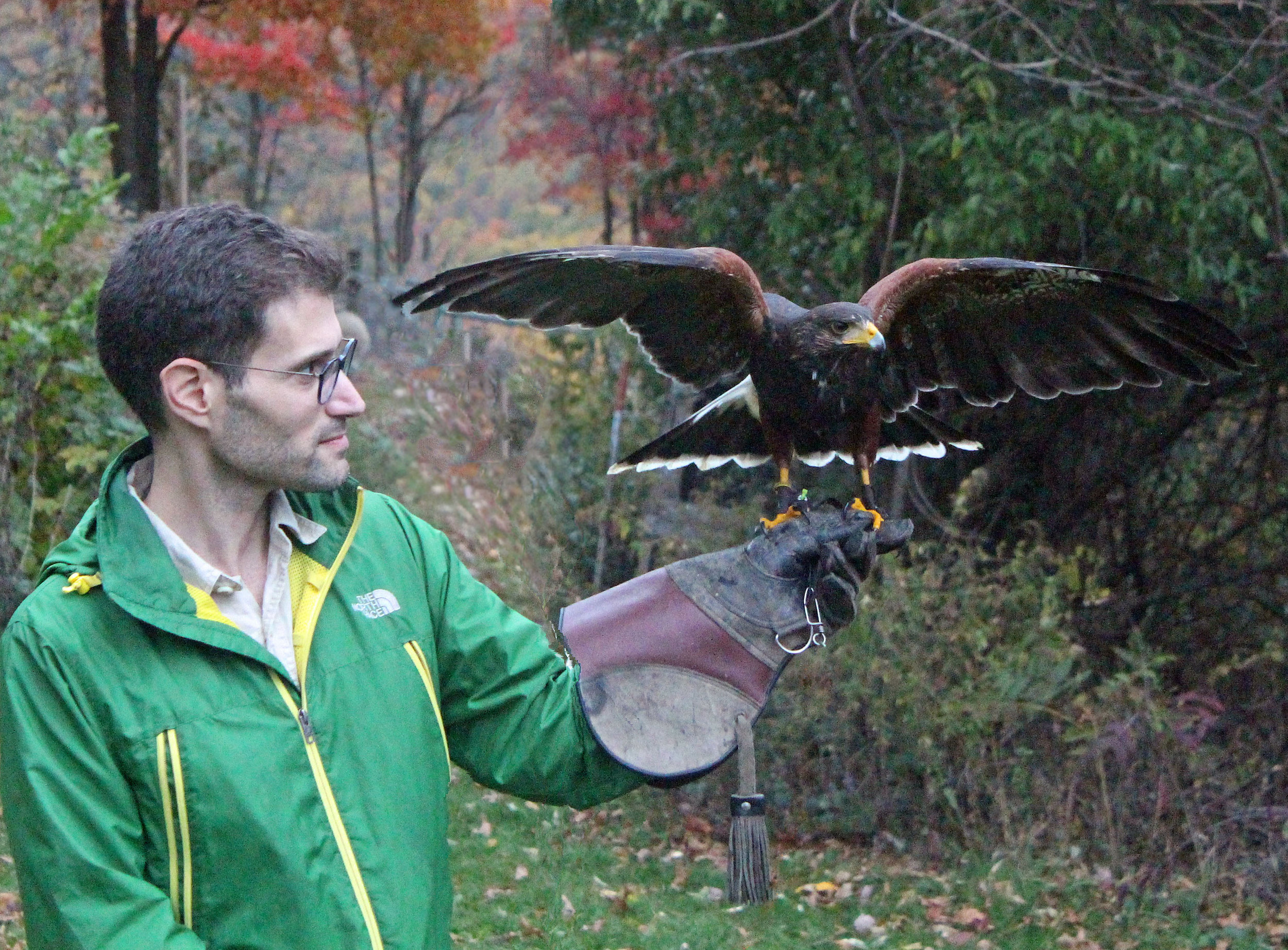 Just practicing with my Harris Hawk pal JJ, with help from Master Falconer Mike Dupuy: http://mikedupuyfalconry.com/