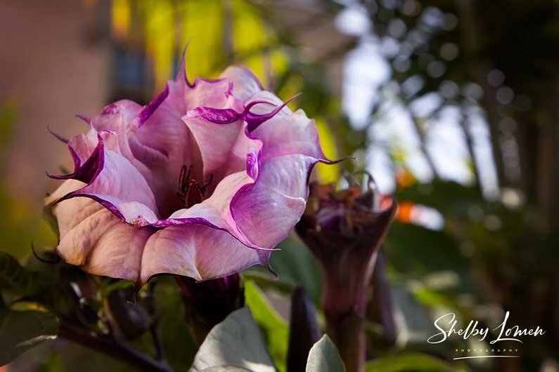 Biltmore-Purple.jpg