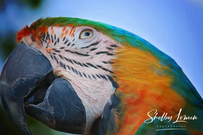 GatorL-Parrot.jpg
