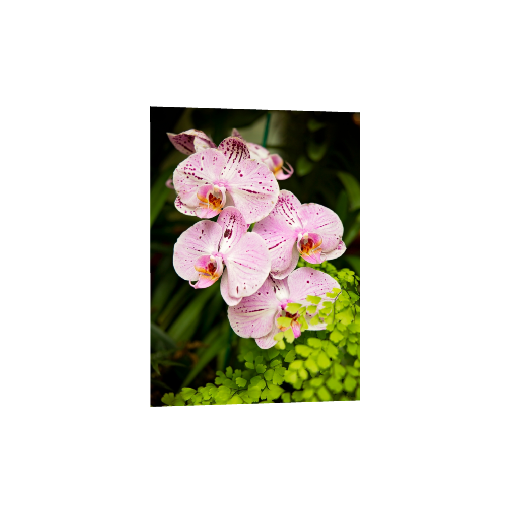 fineartprints_rectangle5_7_0_203_4160_5824_0_false_ffffff_0_0.png