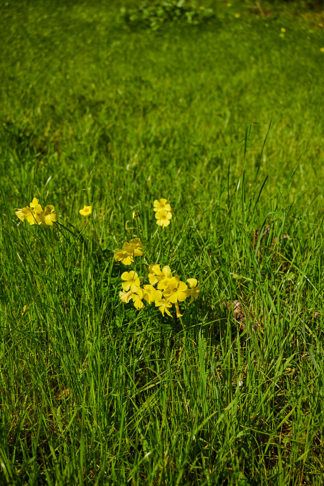 Little Flowers