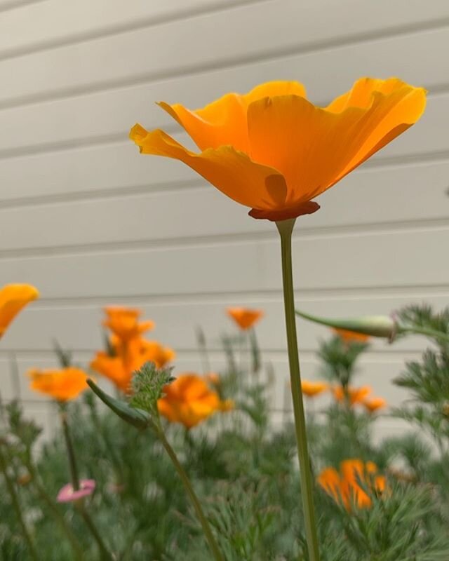 my approach to gardening: toss wildflower seeds and let nature take care of the rest 💫
.
.
.
.
#californiapoppy #californiapoppies #gardenlife #marincounty #marinstagram #millvalley #realtorlife #realtorstyle #californiadreaming #cottagestyle