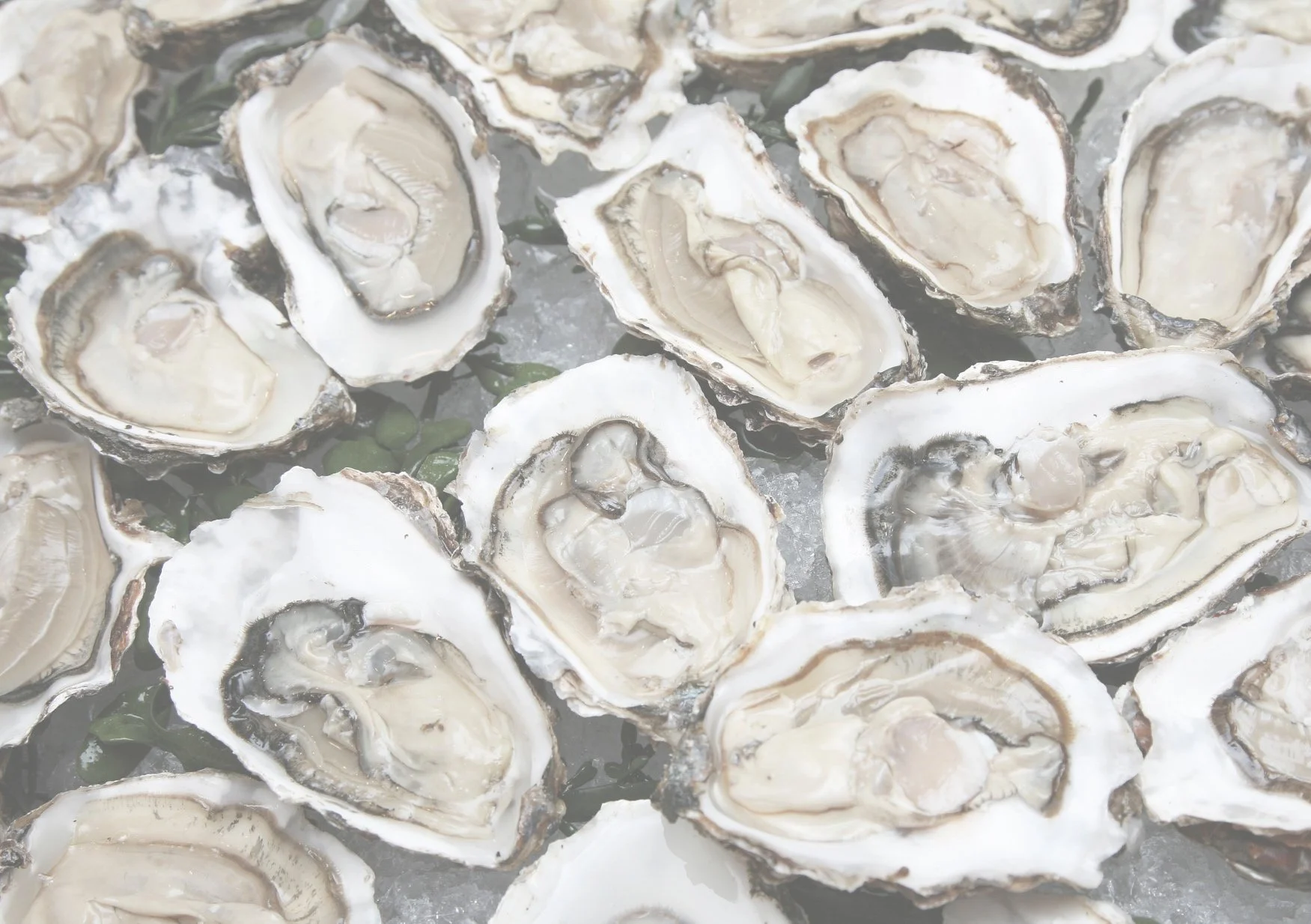 oysters.jpg