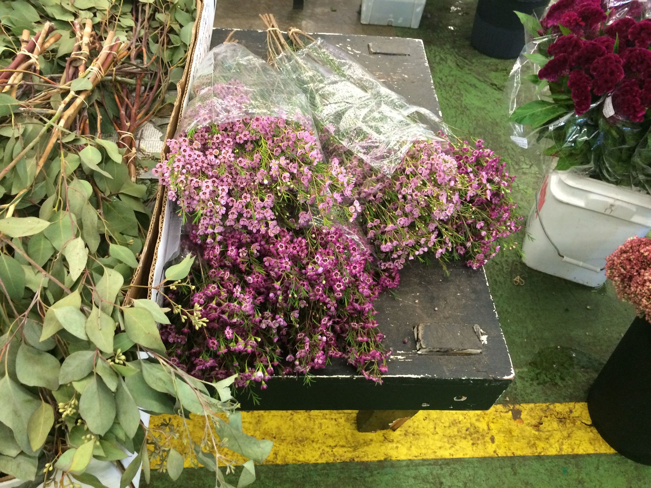 Purple waxflowers are also a favorite.