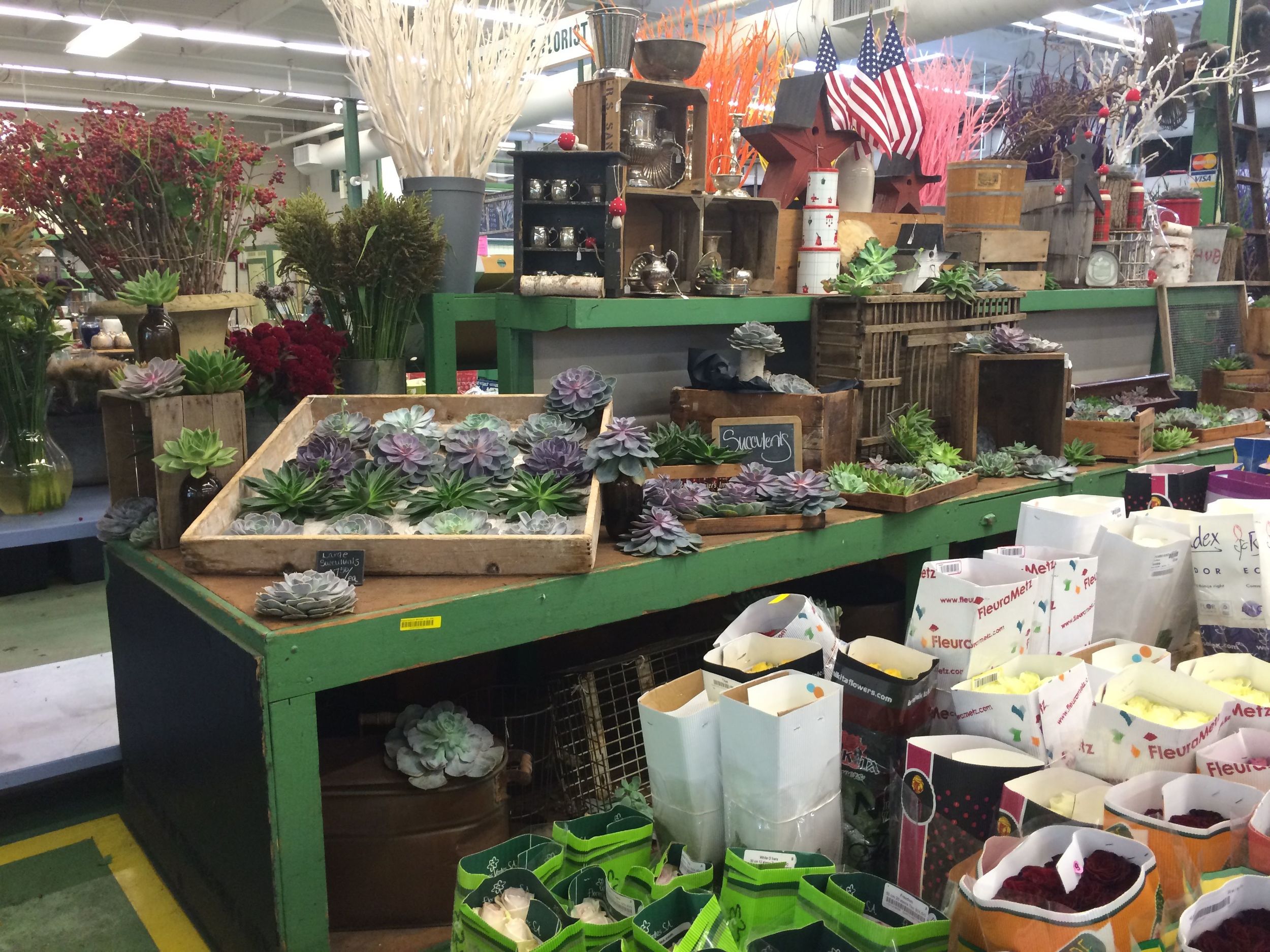 So many succulents!