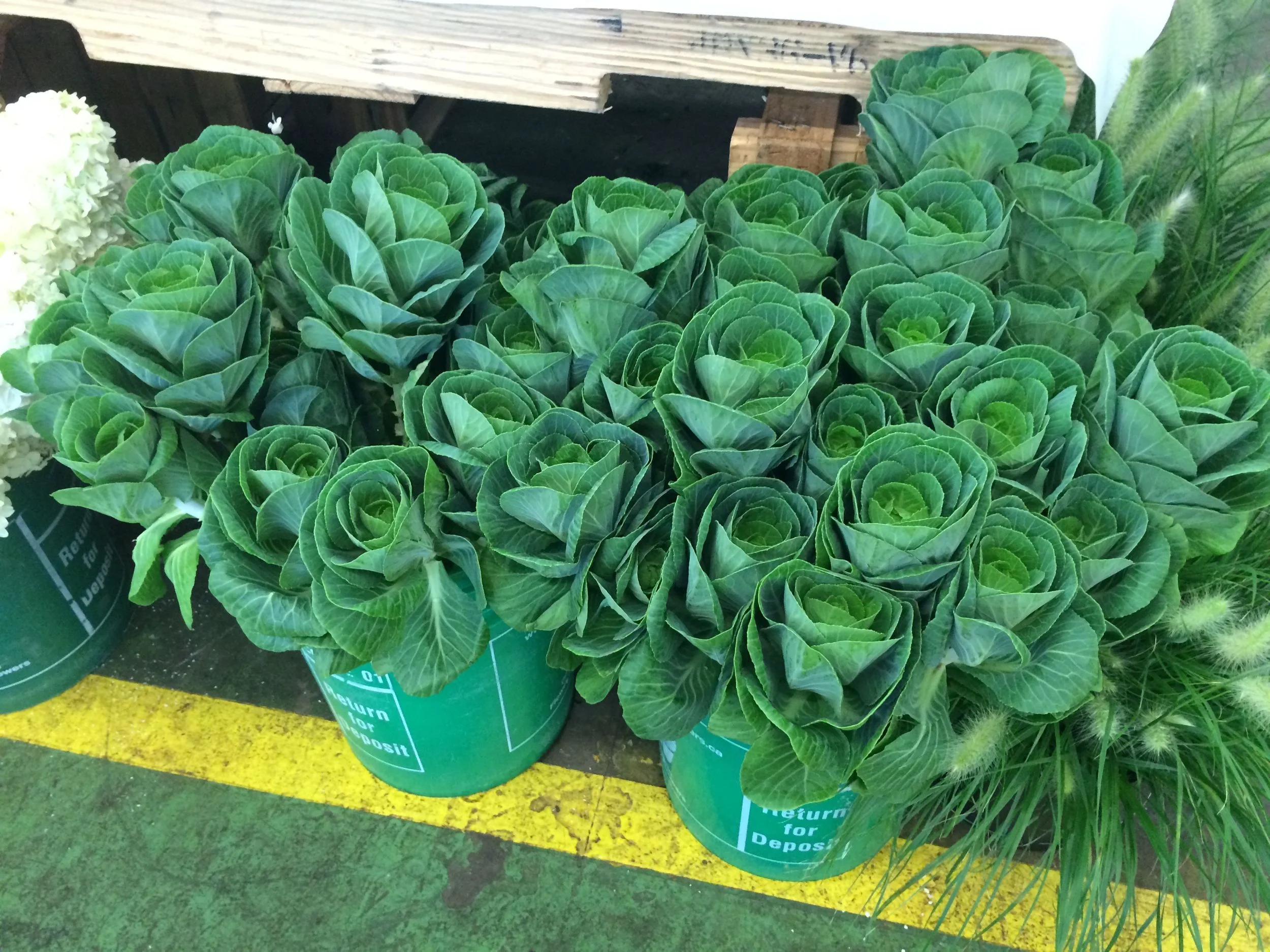 Cabbage - the perfect plant for a kitchen style shoot.
