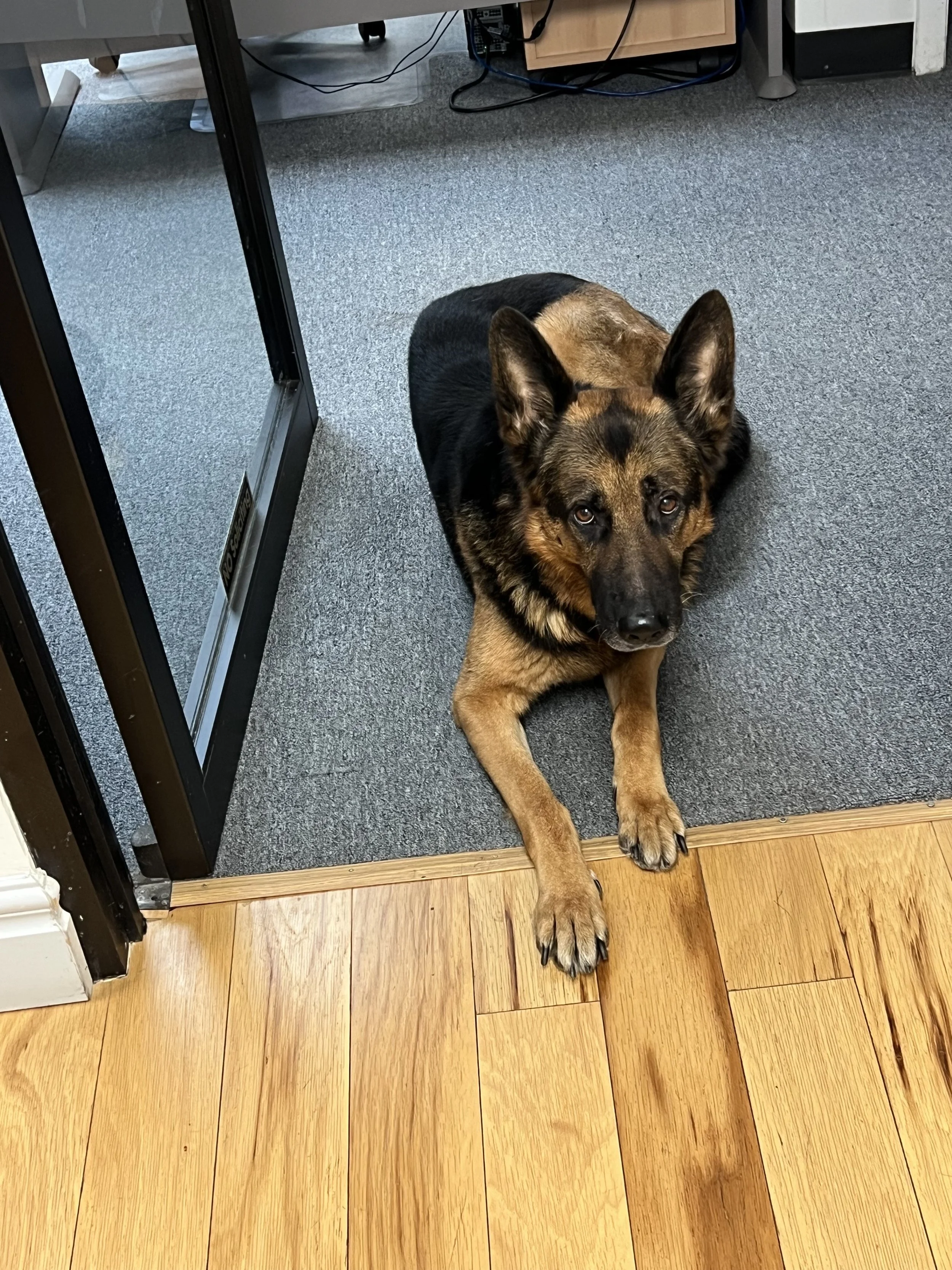 Max the friendly German Shepherd office dog at Chicago Chess Center 166 W Washington Street