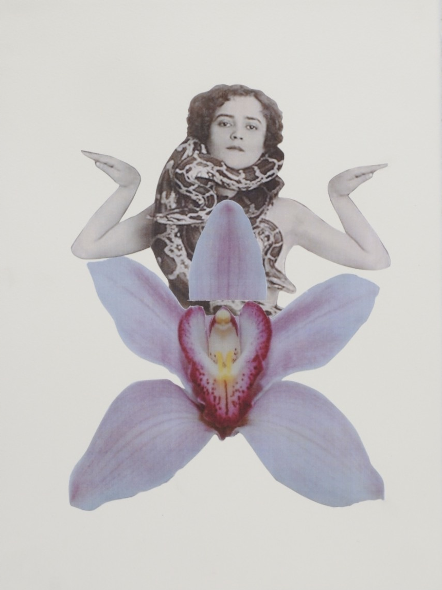 orchid mantis.png