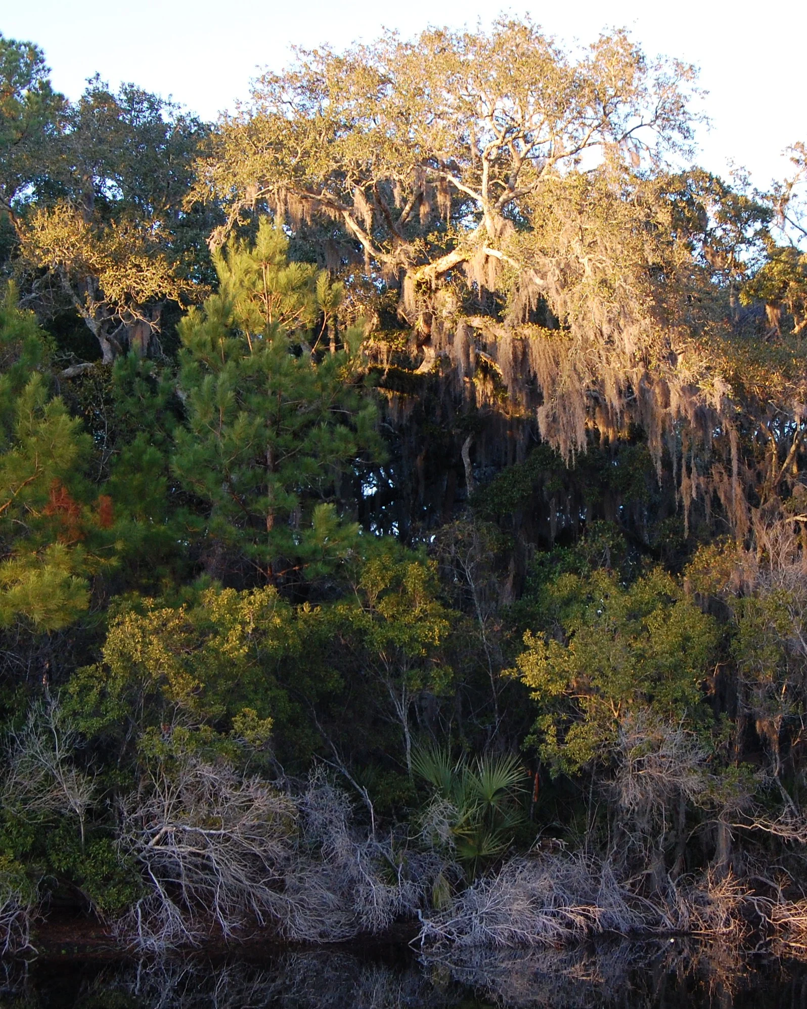 Suwanee River, FL