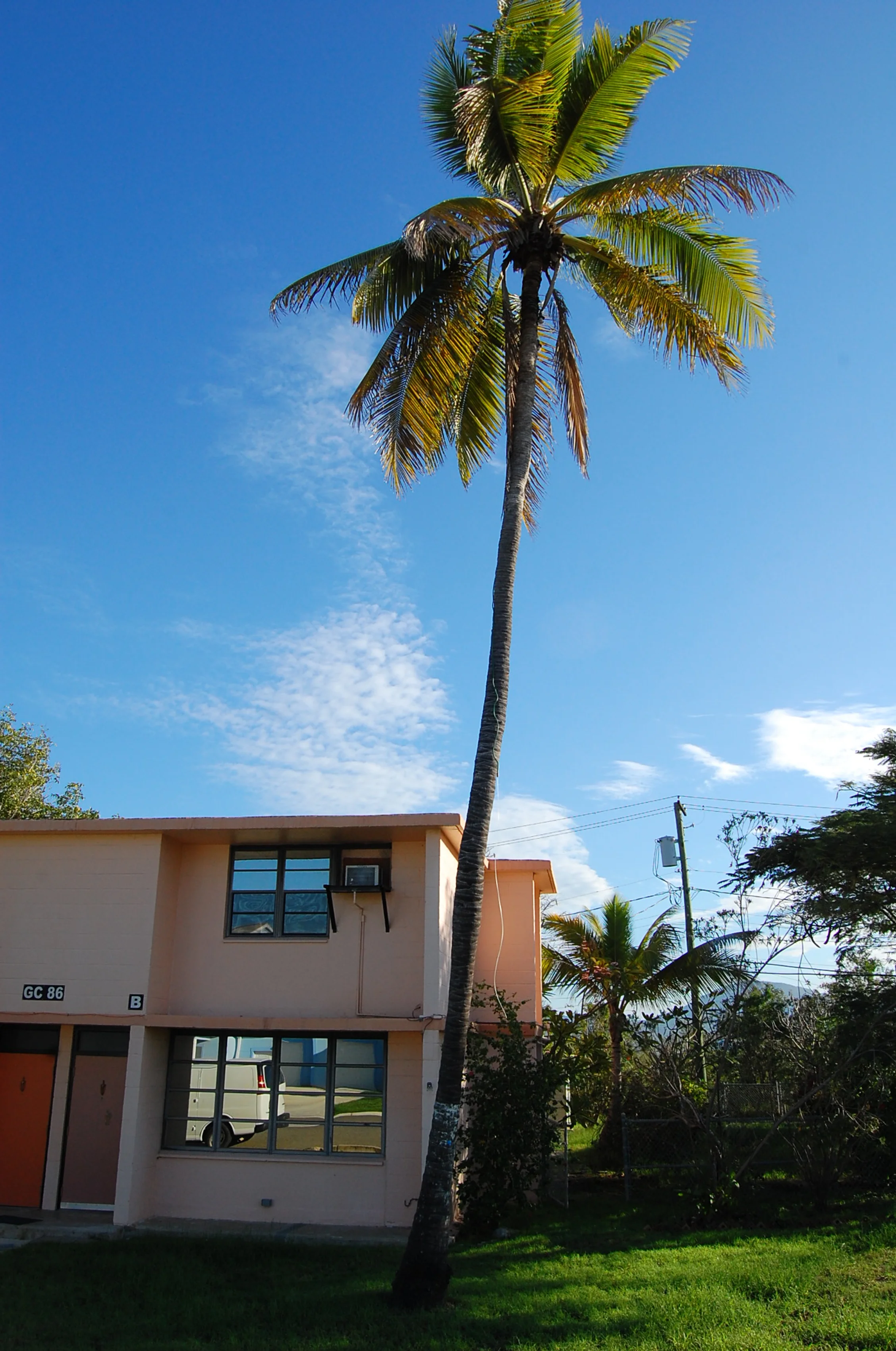 Cocus nucifera: cocounut palm
