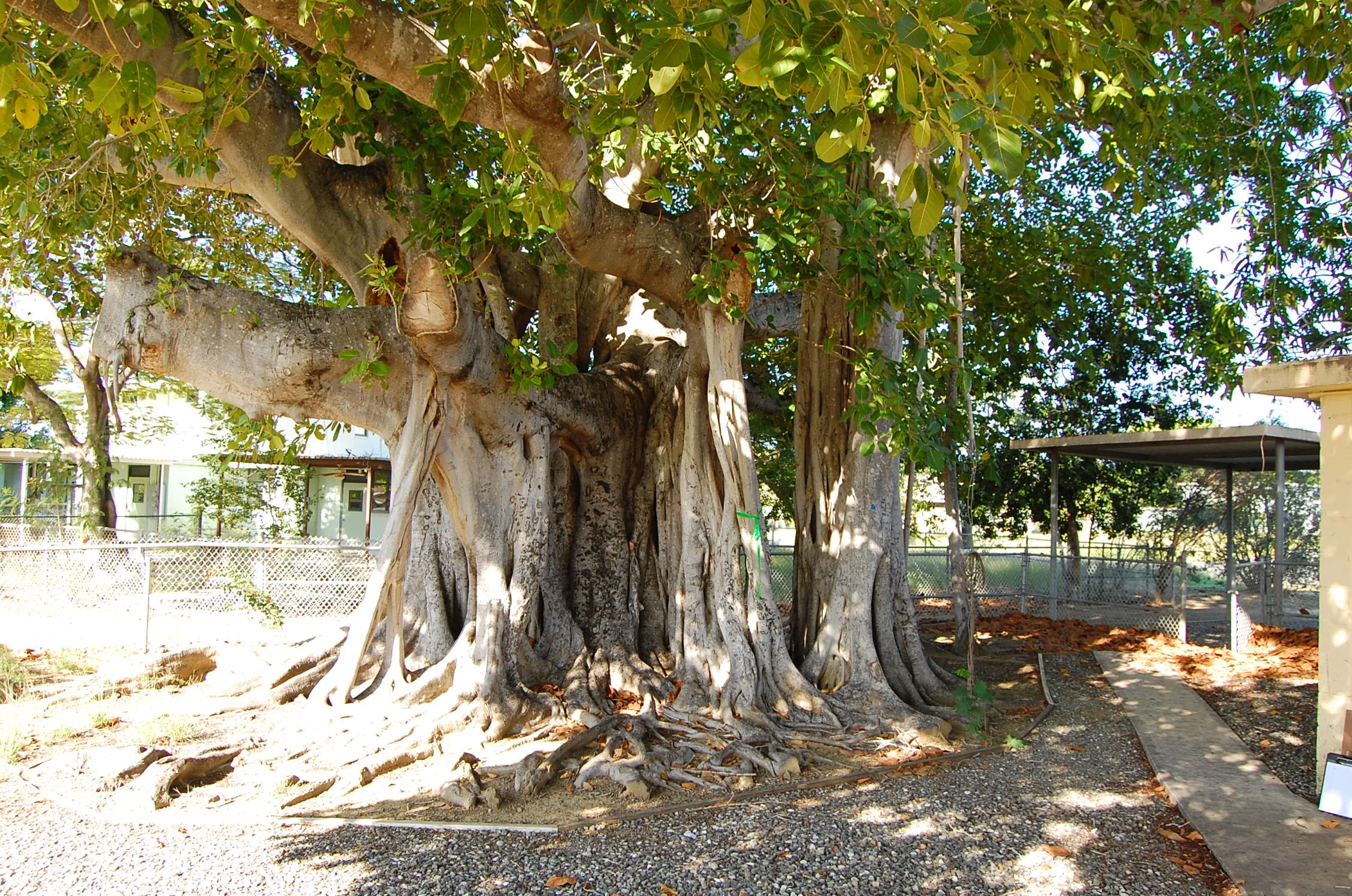 Massive Ficus altissima: lofty fig