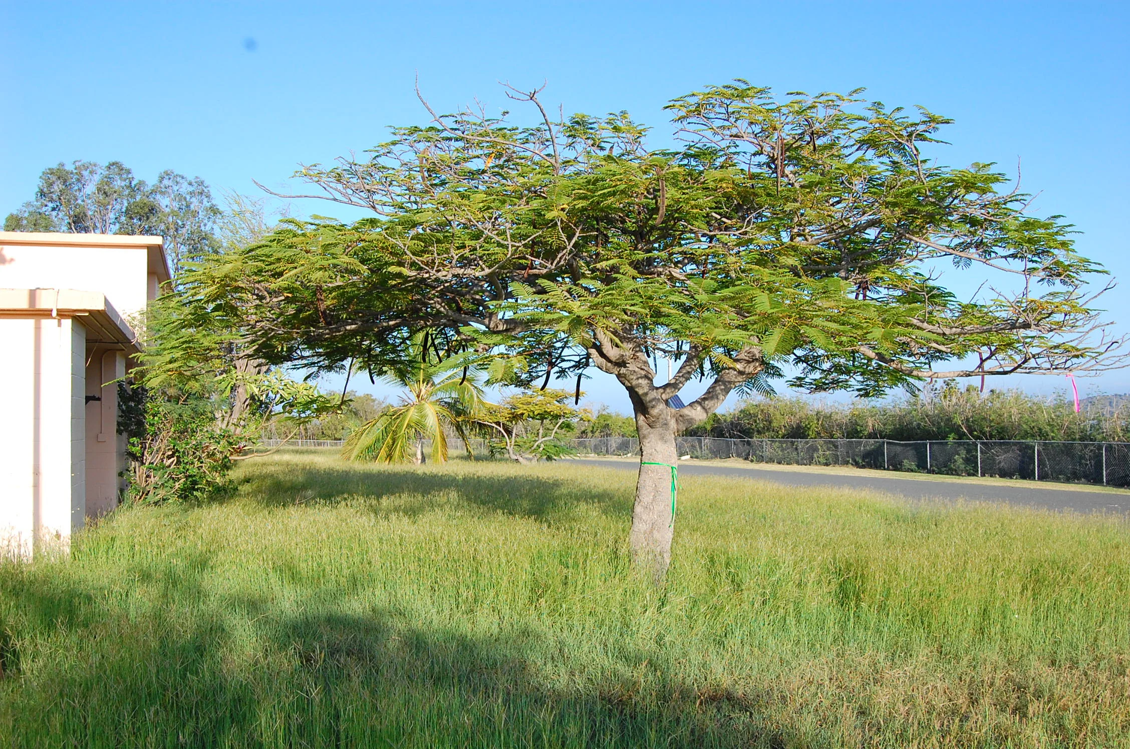 Delonix regia: flamboyant