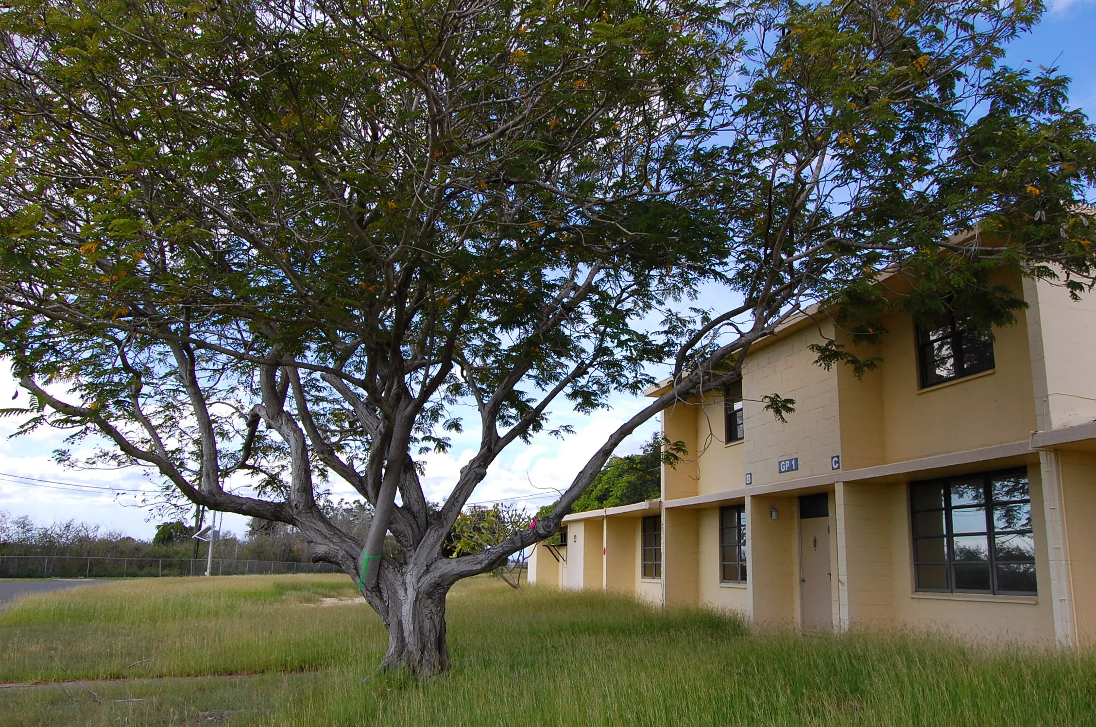 Peltophorum pterocparpum: yellow flamboyant