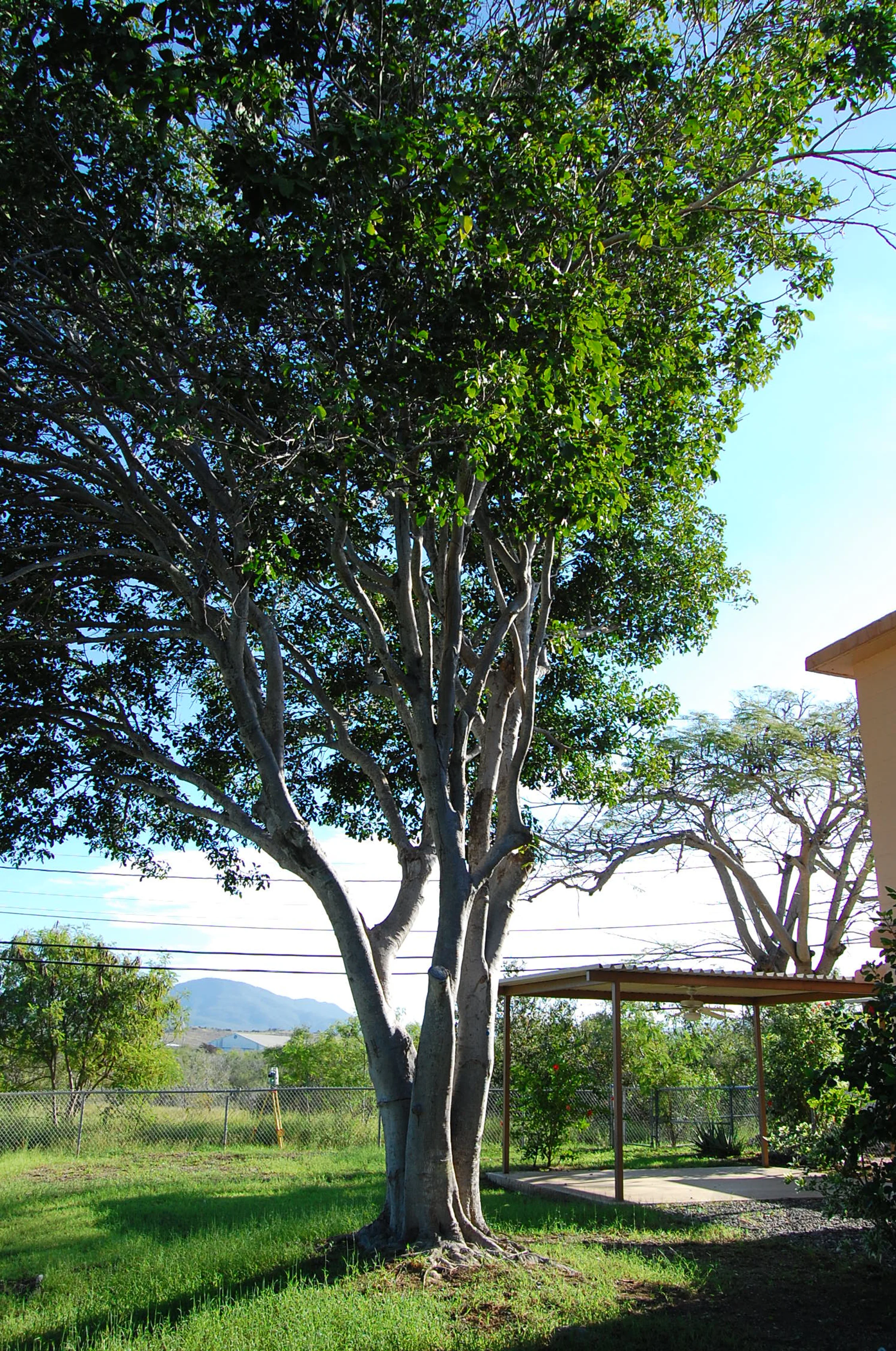 Melicoccus bijugatus: Spanish lime 