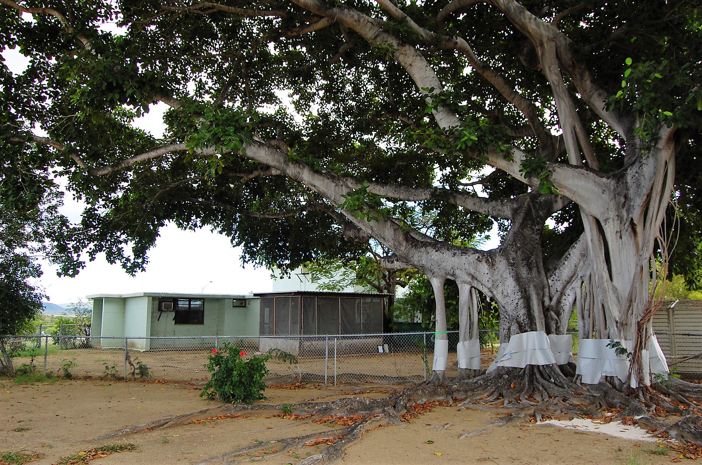 Guantanamo Banyan Tree